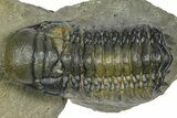 Detailed Crotalocephalina Trilobite - Atchana, Morocco #372404-1